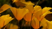 PICTURES/Pipeline Trail & Wildflowers/t_Closeup6.JPG